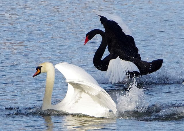 Revierkampf ein Anzeichen auf den kommenden Frühling