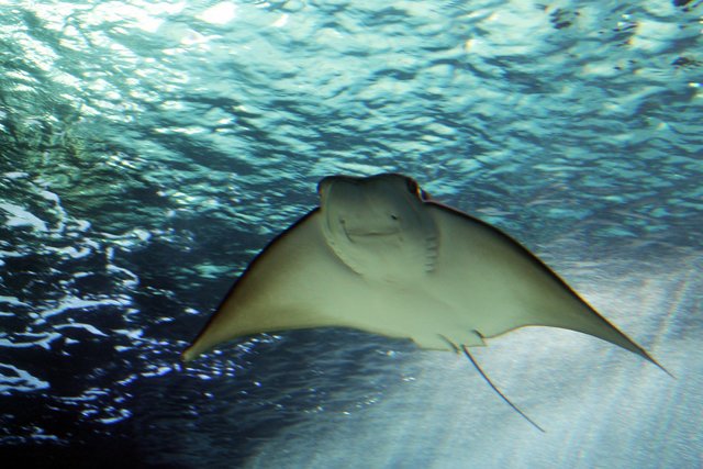 Manta Manta