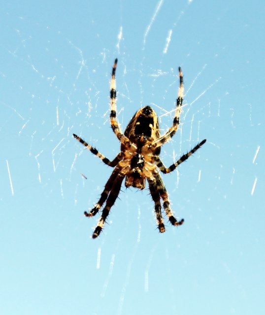 Eine Spinne wartet auf die Beute.