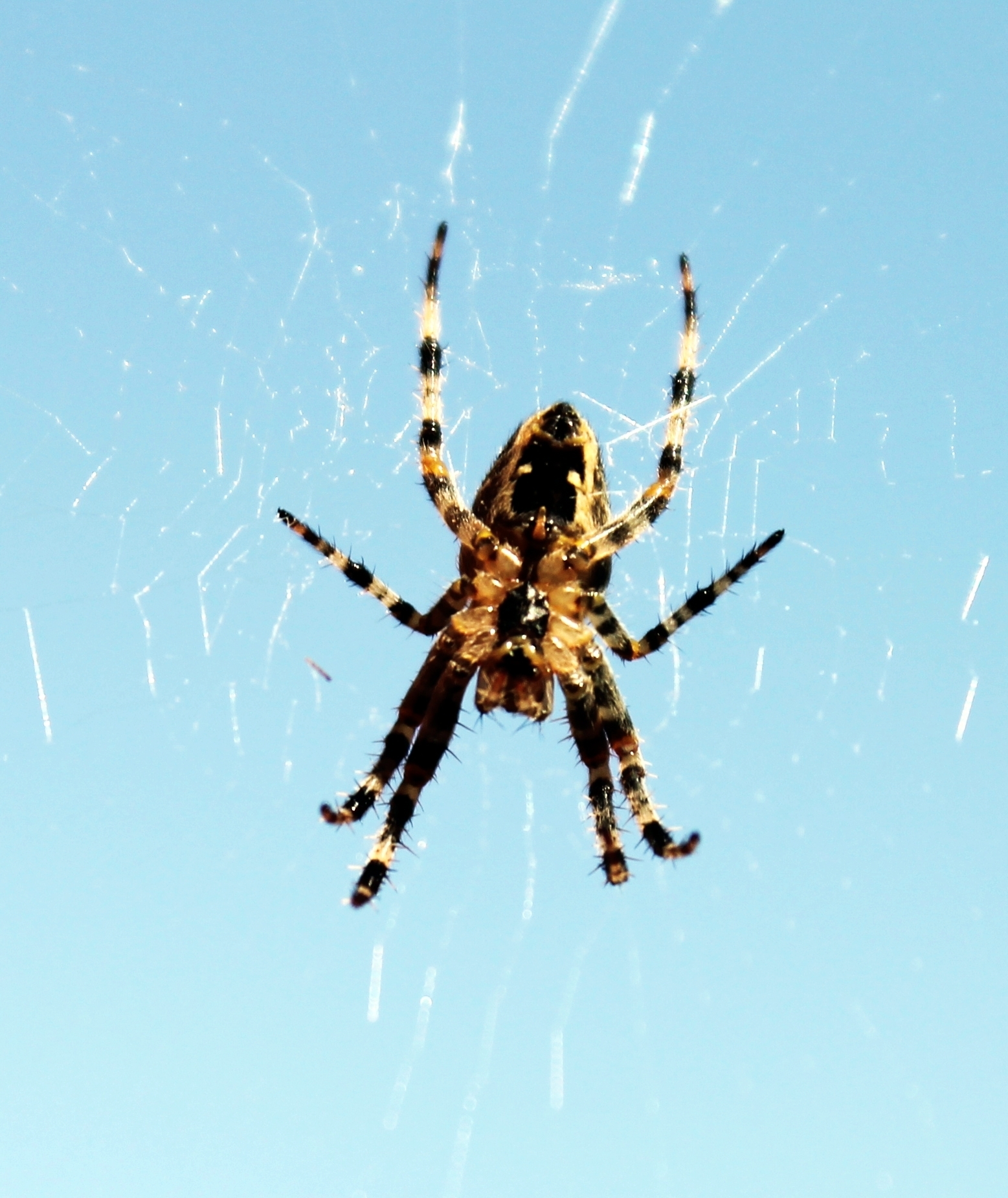 Eine Spinne wartet auf die Beute.