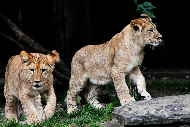 Löwenbabys