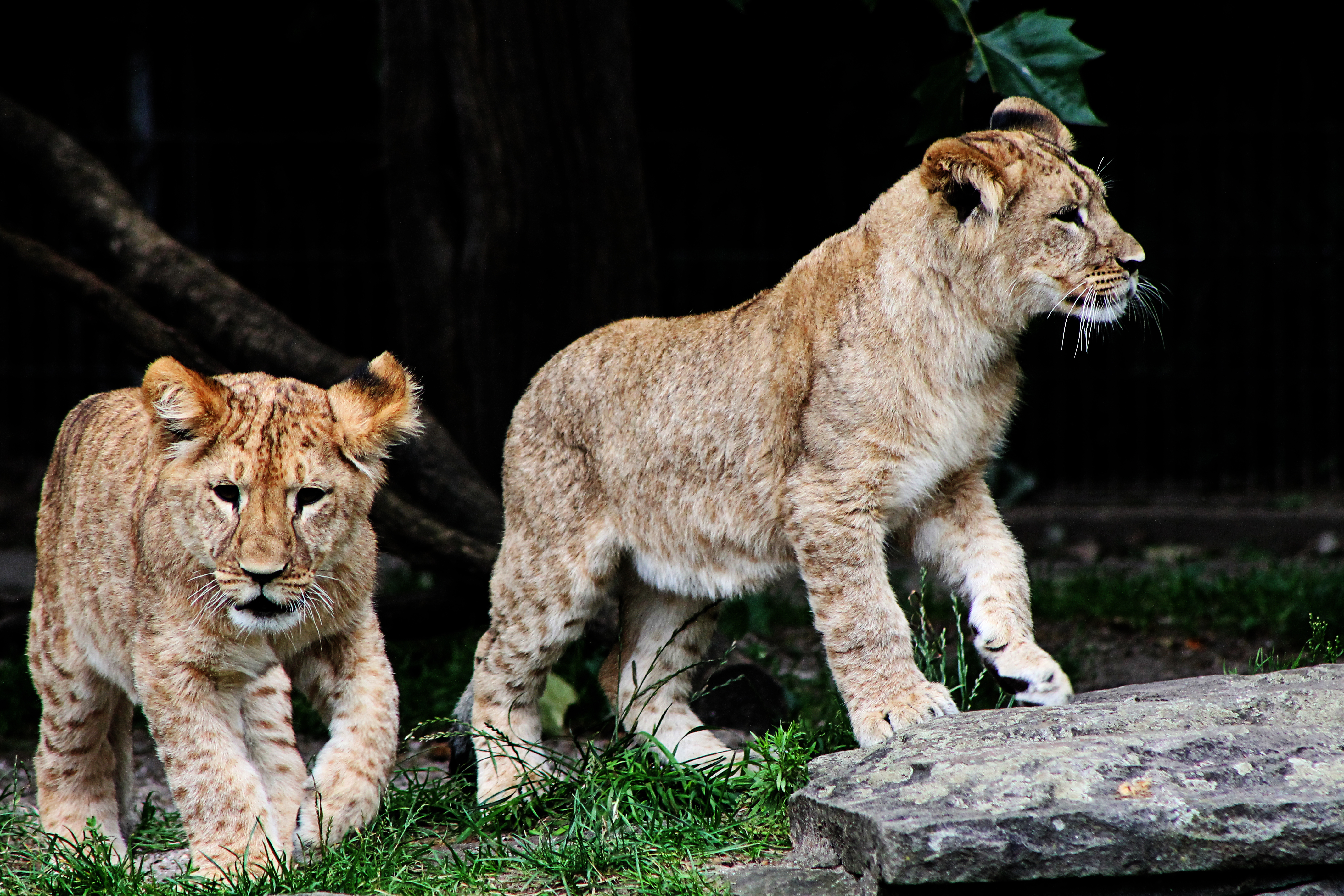Löwenbabys