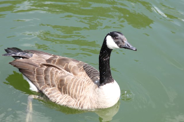 Gans