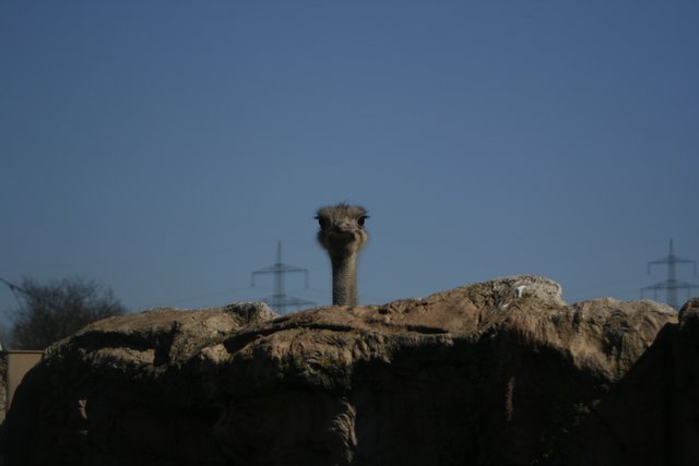 Was guckst du?