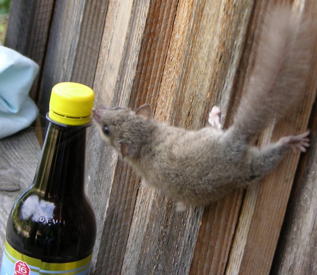 Radler! Mein Geschmack.