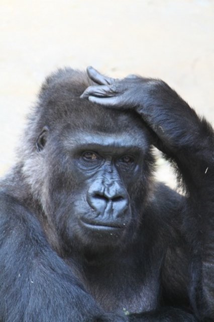 "Nachdenklich" Krefelder Zoo 2012