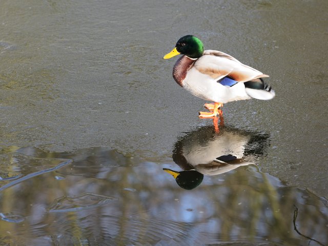 Ente auf Eis