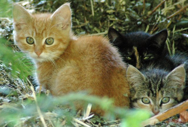 Katzen im Garten