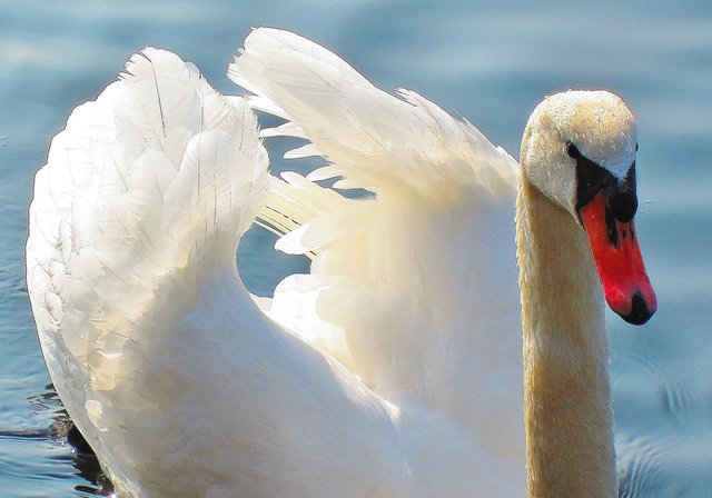 Die erste Frühlingssonne im Gefieder: Schwan auf der Ruhr in Mülheim