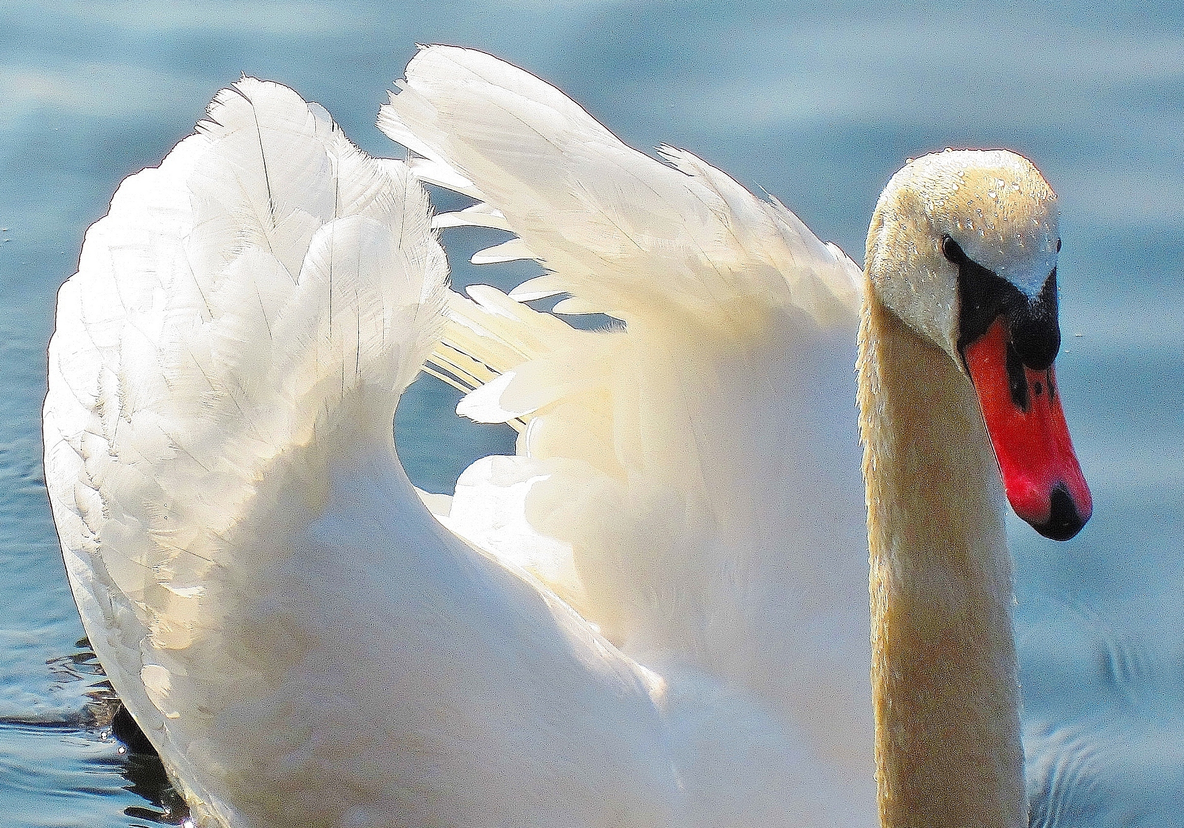 Die erste Frühlingssonne im Gefieder: Schwan auf der Ruhr in Mülheim