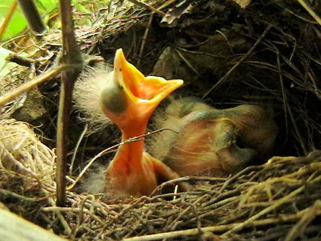 Hallo Welt,ich bin daaaaaaaa....habe Hungaaaaaa..(Amsel Junges,frisch geschlüpft)