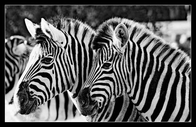 Zebras in Schwarz / Weiß :D