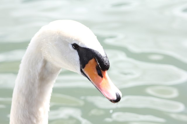 Schwan