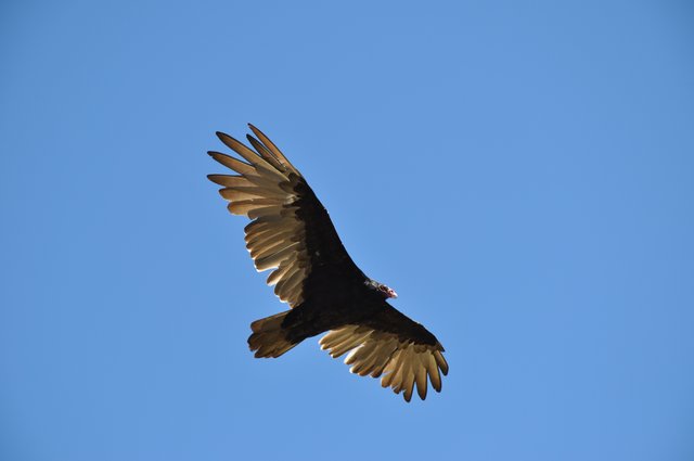 Gleitflug