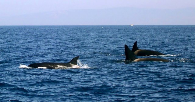 Orcas in der Strasse von Gibraltar