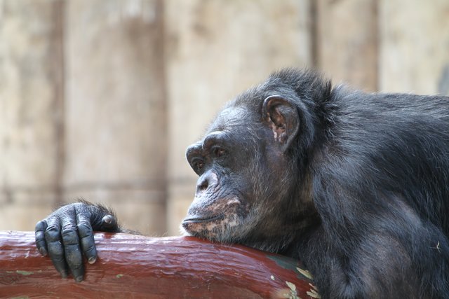 " Pause " Krefelder Zoo 2012