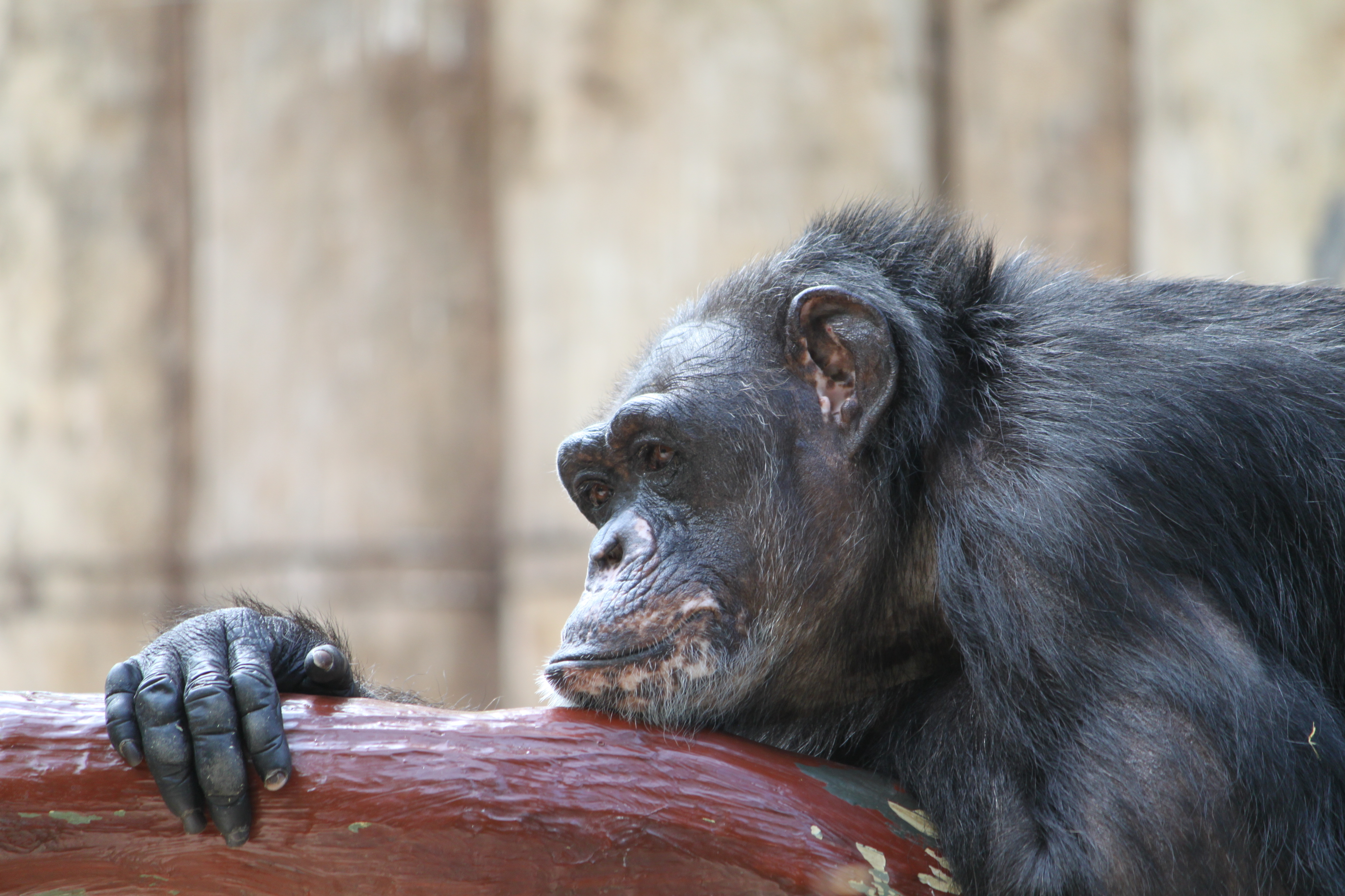 " Pause " Krefelder Zoo 2012