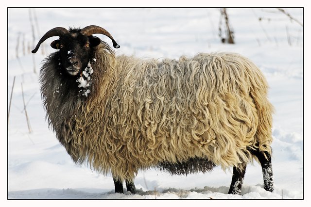 Ein Schaf im Schnee