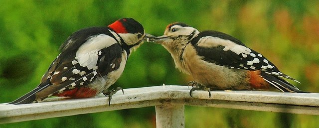 Jungvogelfütterung auf unserem Balkon