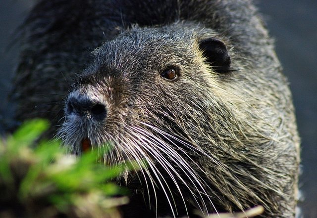 Nutria am Abtskücher Teich in Heiligenhaus