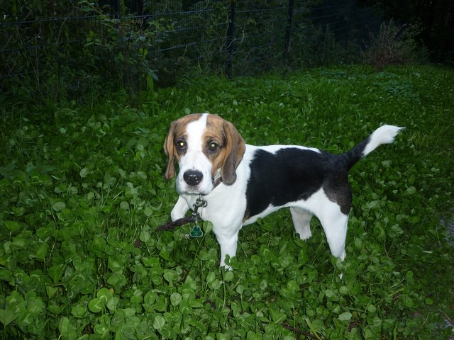 Bonny im Glücksklee
