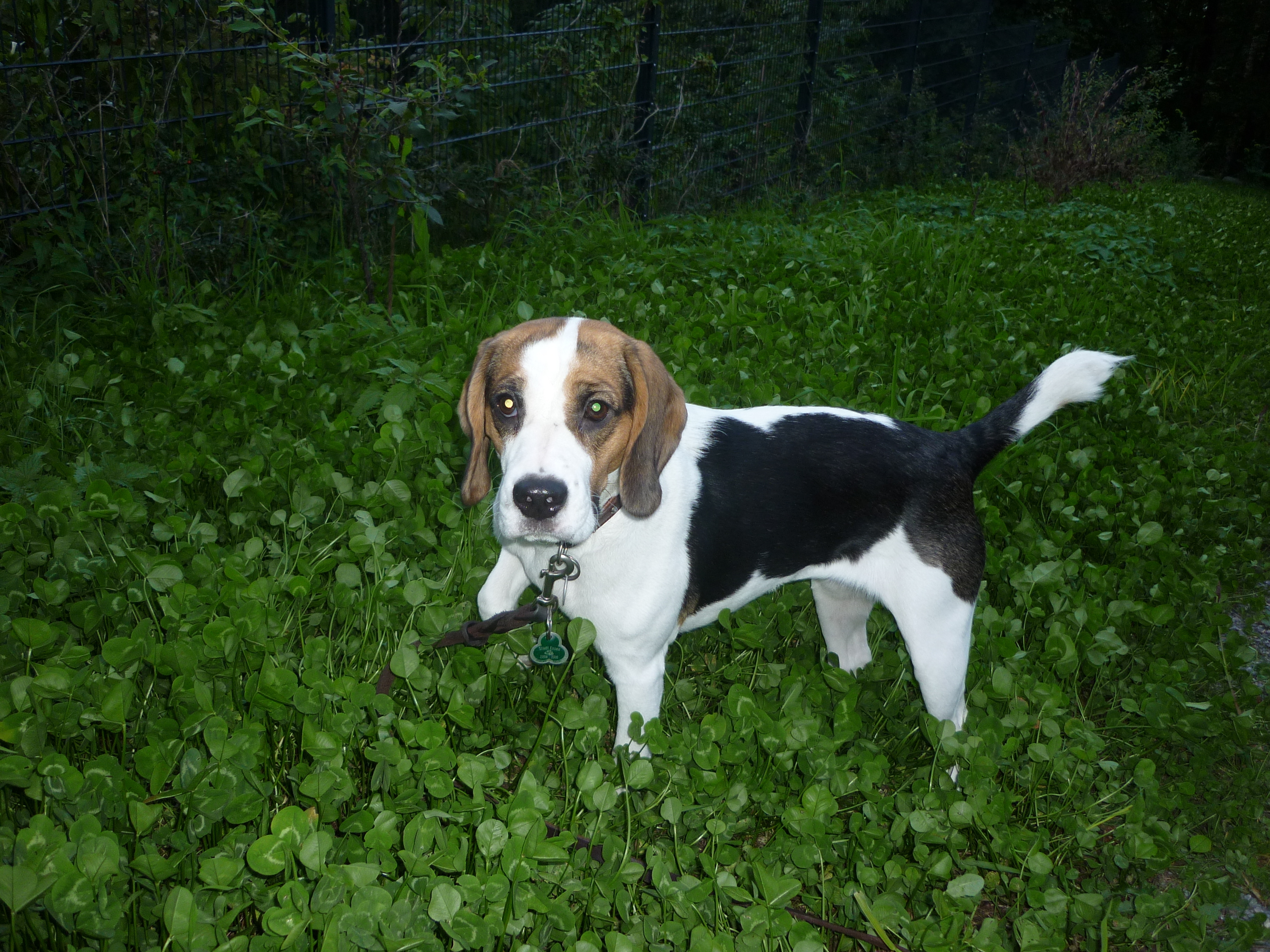 Bonny im Glücksklee