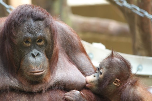 " Babyglück" Krefelder Zoo 2012