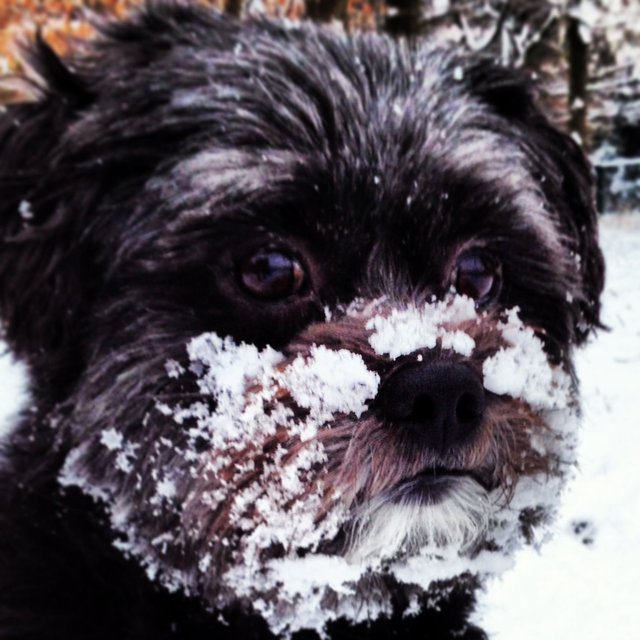 Benny - Gibt es den Yeti doch?