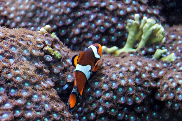 Nemo