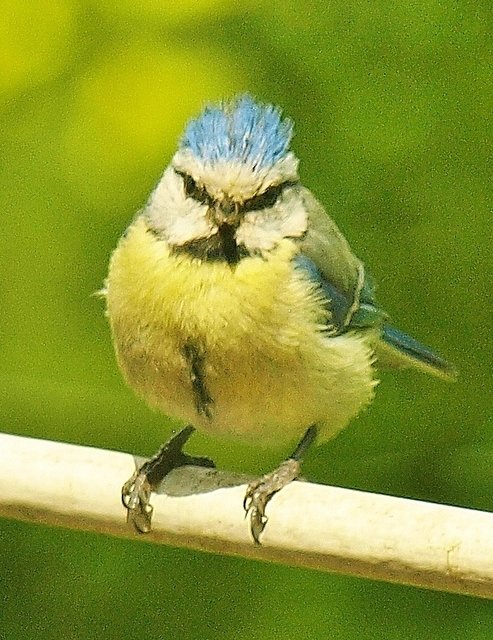 Kleiner 'Punker'