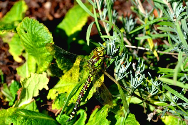 Grüne Libelle