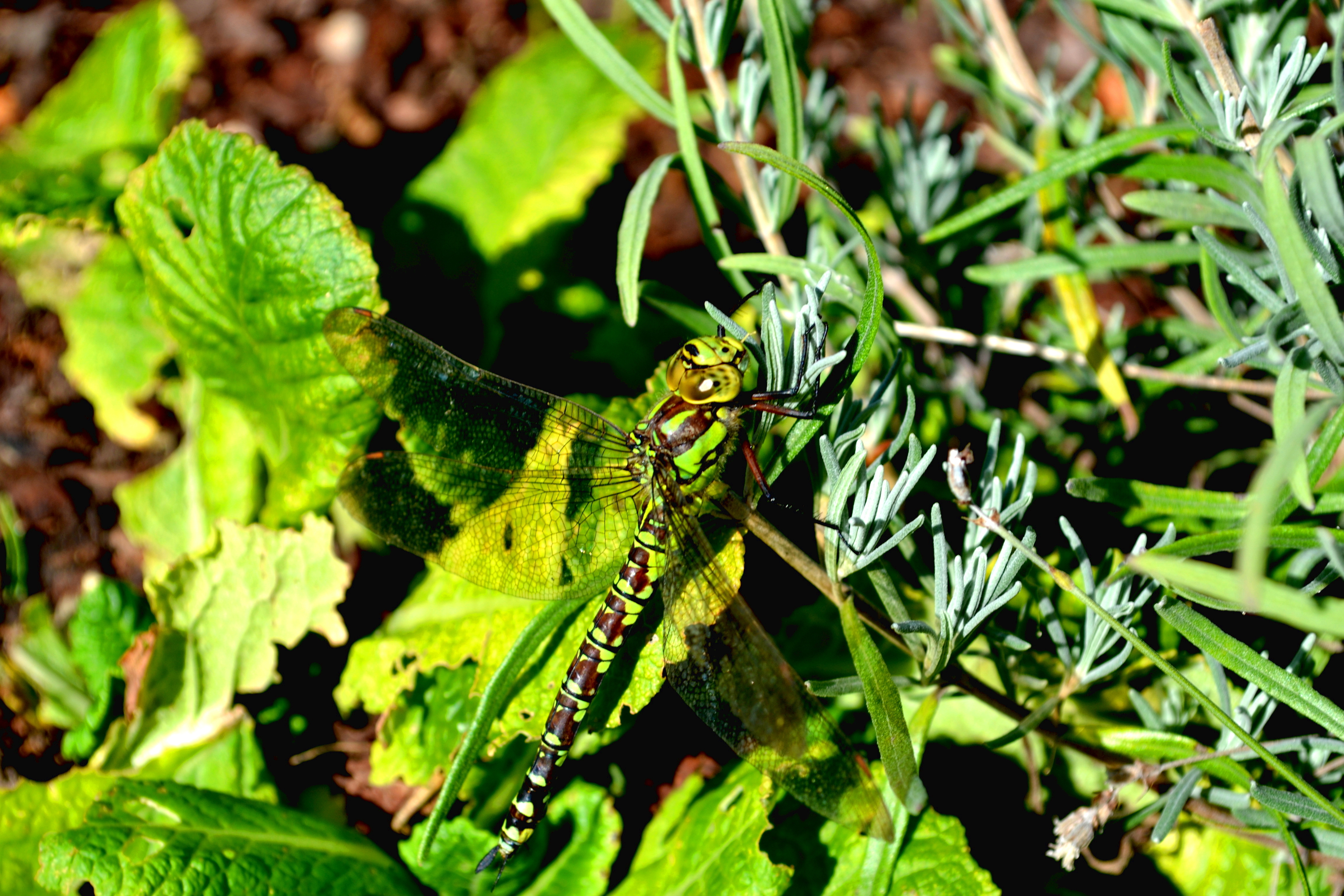 Grüne Libelle