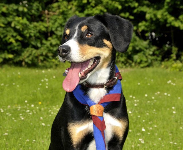 Entlebucher Hündin Ida vom Ehrenmal - Ehrenmitglied des Pfadfinderstammes Eberhard Wittgen aus Essen-Überruhr.