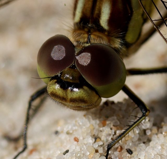 Augen