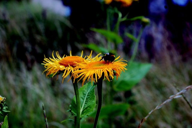 Gelb ist meine Farbe