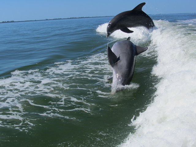 fröhliche Delfine in Florida