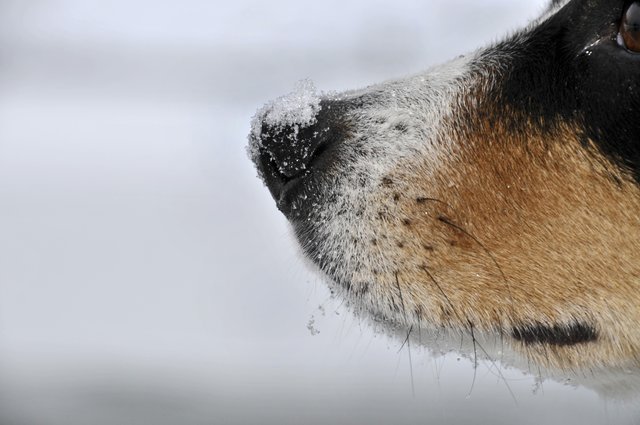 Kalte Schnauze! Foto: Olaf Eybe