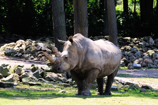 Kolos vom Burgers Zoo