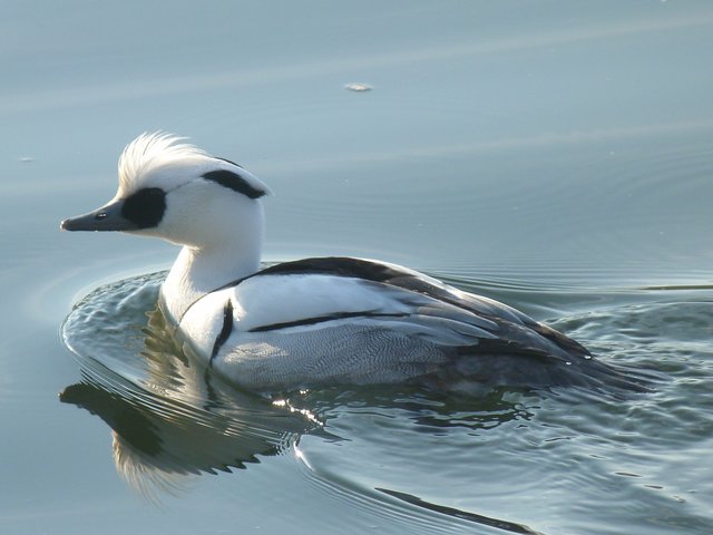 Ein Wintergast (Zwergsäger) aus Finnland, fotografiert im Jan. 2013 am Baldeneysee