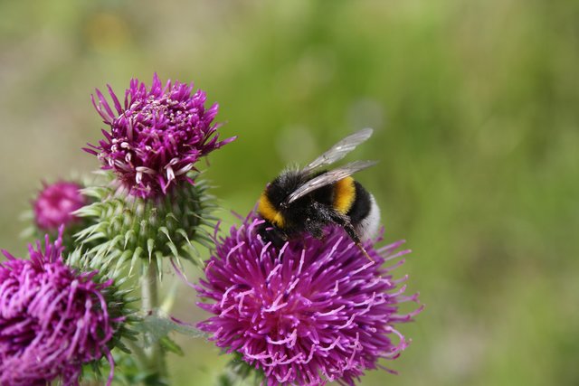 Hummel
