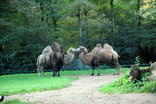 Schau mal, der will auch ein Küsschen