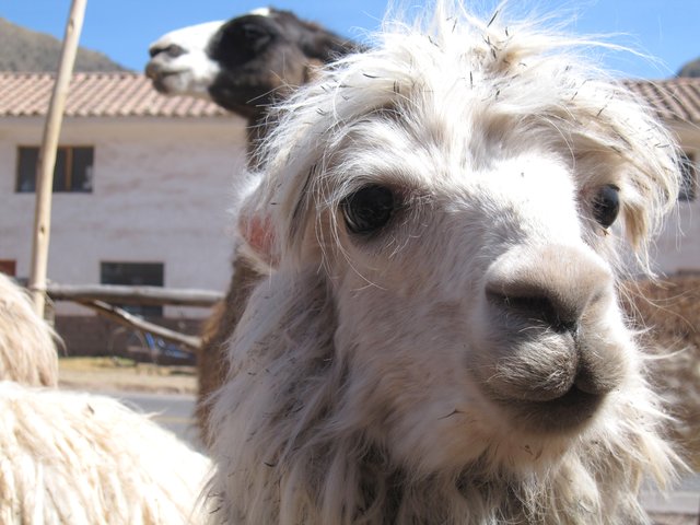 "Se llama llama." - Ein Alpaca in den Anden