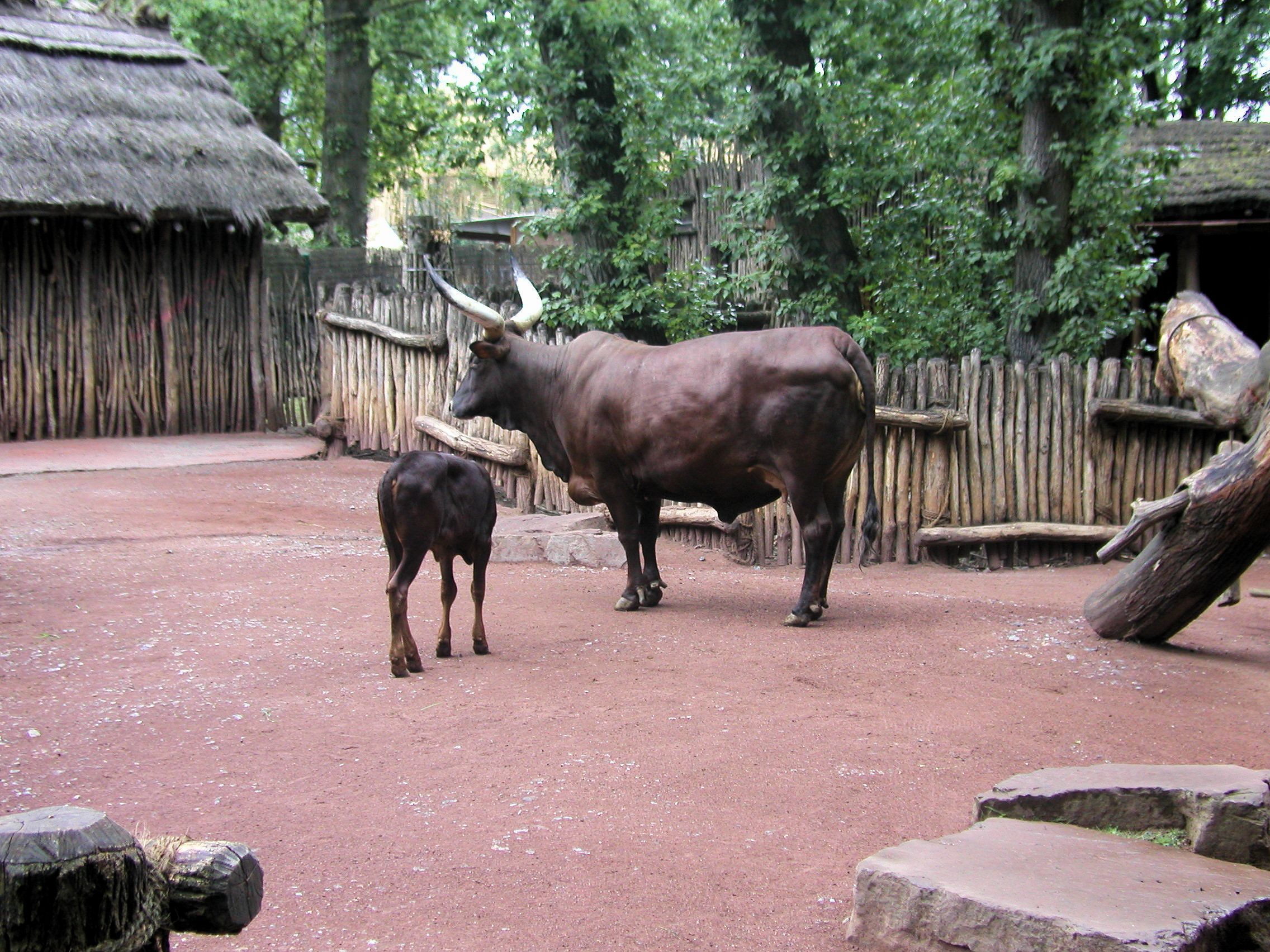 Muskelprotz