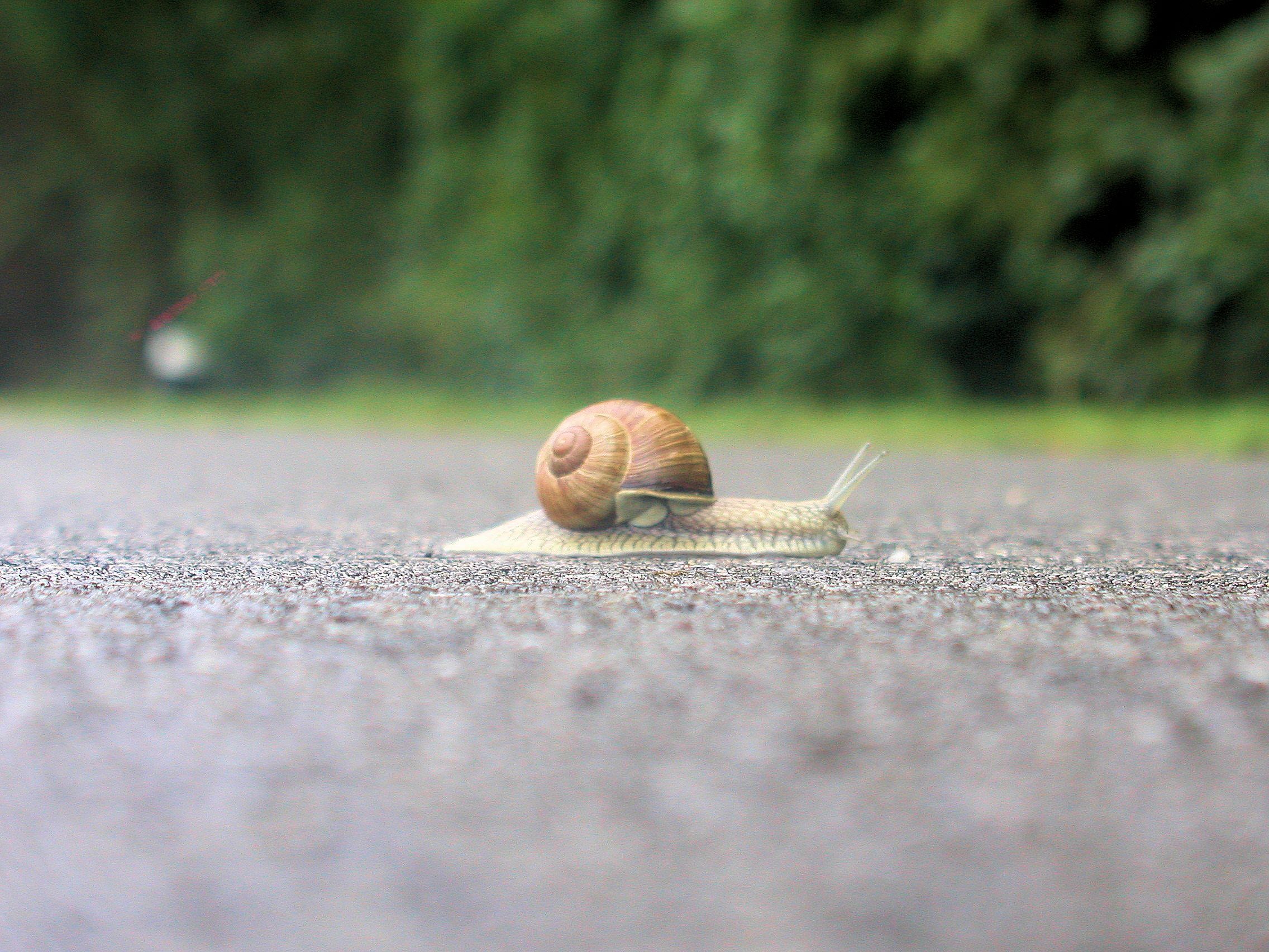 Asphaltrennschnecke