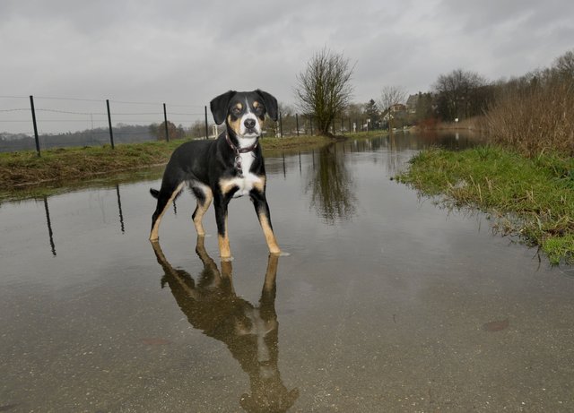 Unterwegs beim Ruhrhochwasser (2)