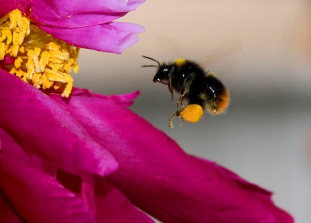 Hummel