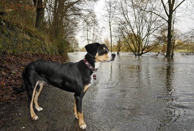 Unterwegs beim Ruhrhochwasser (3)