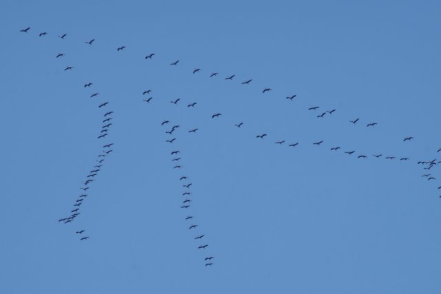 Der Zugvogelflug der Kraniche über Essen-West
