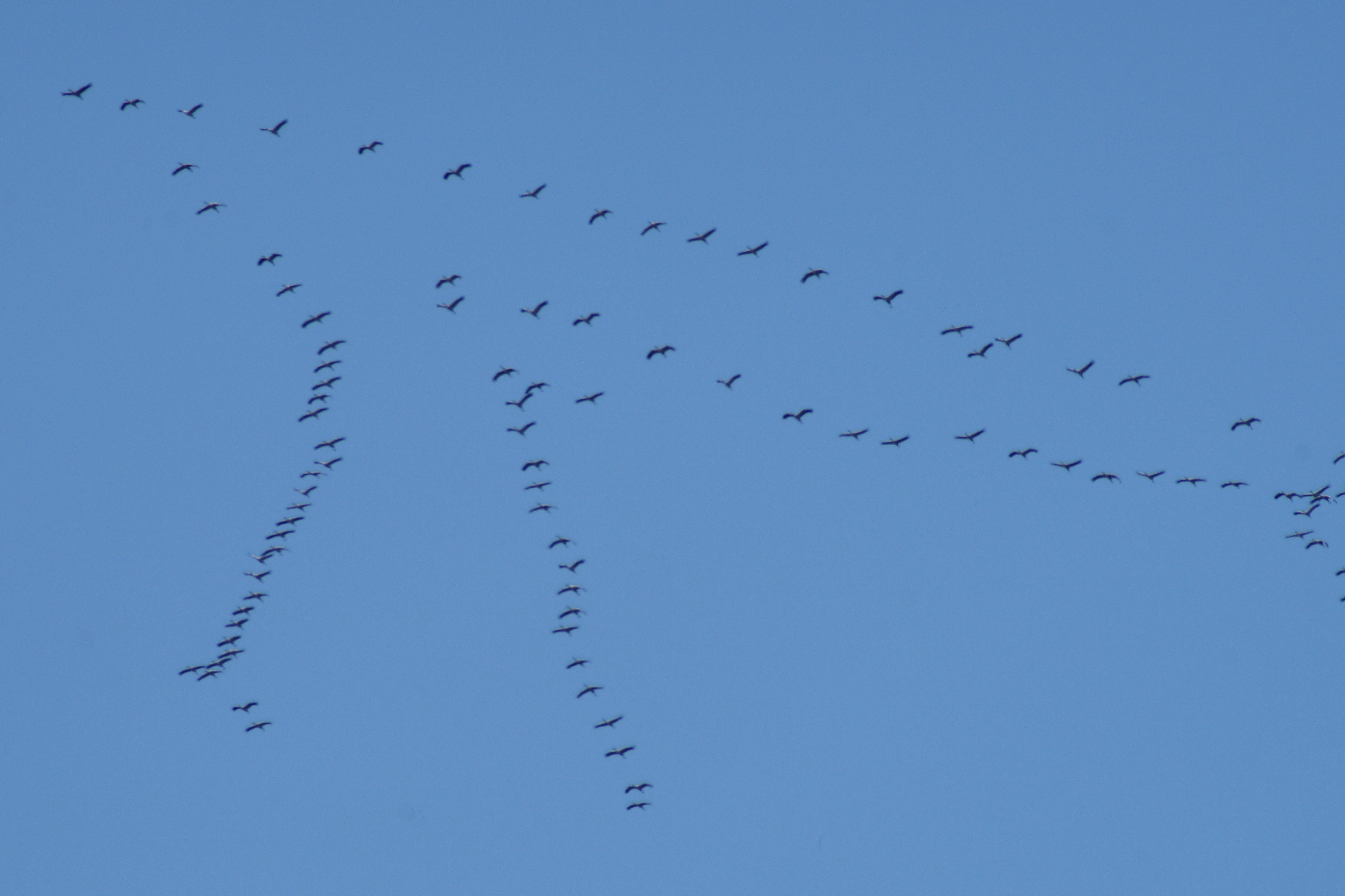 Der Zugvogelflug der Kraniche über Essen-West