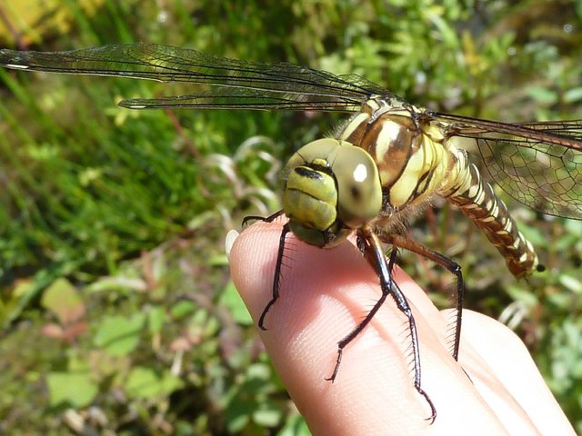 Libelle hautnah